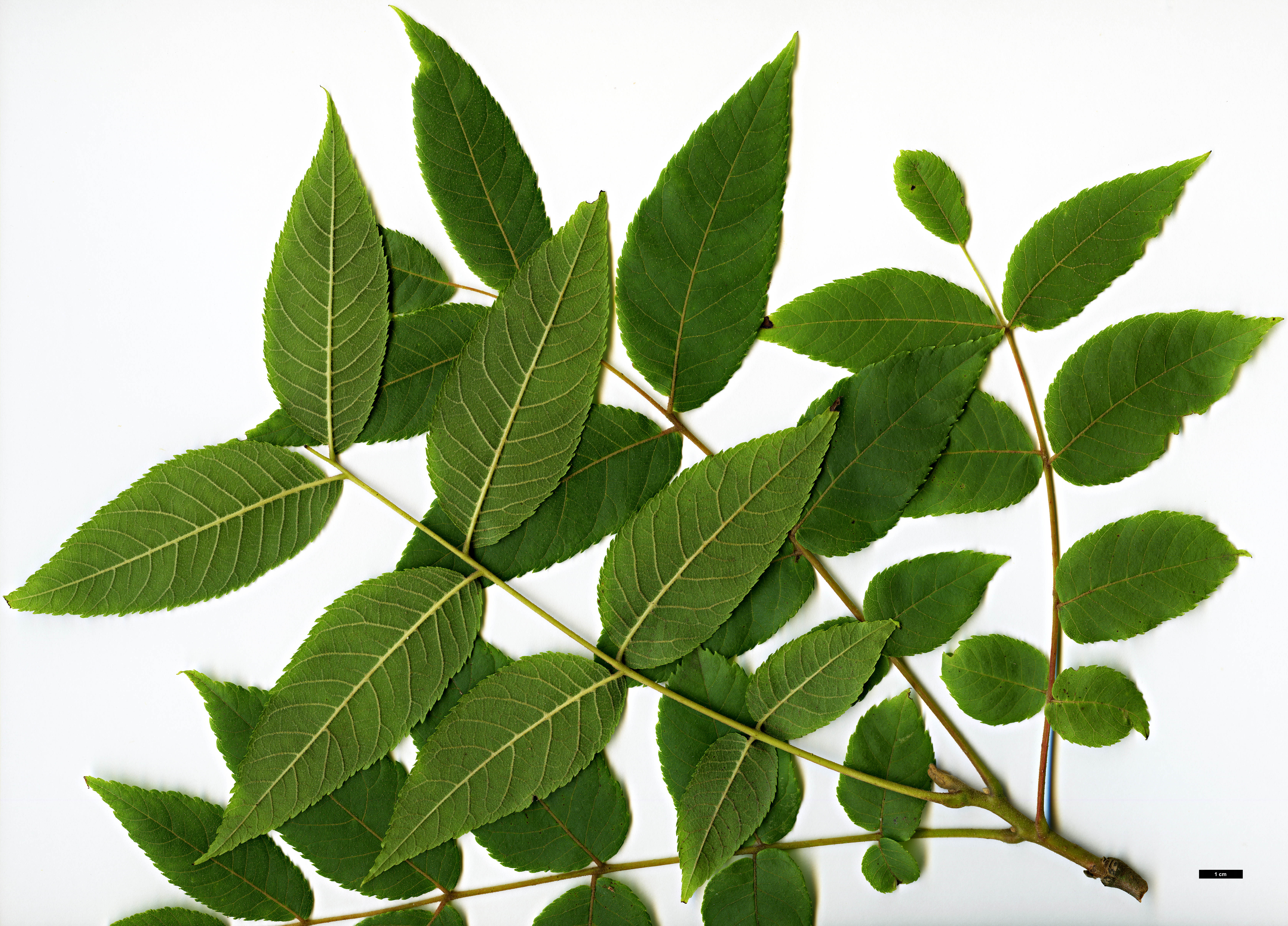 High resolution image: Family: Juglandaceae - Genus: Juglans - Taxon: mollis High resolution image: Family: Juglandaceae - Genus: Juglans - Taxon: mollis